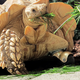 Illustration for article titled Need A Pick-Me-Up? Check Out These Animals Made Happier By Prosthetics
